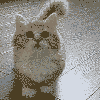 catnipz
