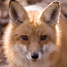 foxloverh