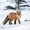 foxxsiker