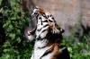 khan-tiger