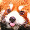 KyuubiAshWolf