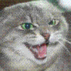 madcat.