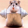 mousemusculus