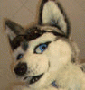 ravehusky