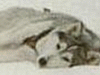 sparkshusky