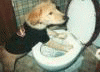 ToiletPup