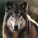 wolf1989