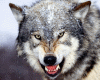 wolf9466