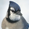 jaymezbluejay