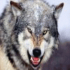 unrivaledwolf