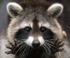 raccoon21