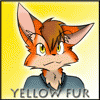 yellowfur1