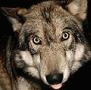 berylwolf
