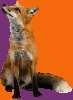 rusty-fox