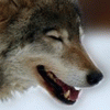 ghostmexicanwolf