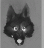 IBluefoxI