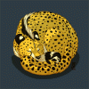 gepardos