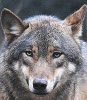 shivalwolf
