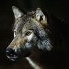 wolvesone