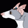 catnipmouse