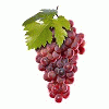 literal-grape