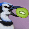 SourKiwi