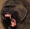 nastybaboon