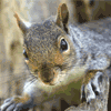 jcsquirrel