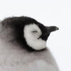 penguin019