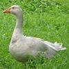 thegeese