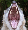 werewolfcz