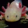 Crypticboii