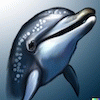 webdolphin