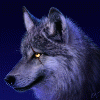 alpha-wolf-shadow24
