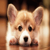 corgidogwoofles