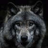 wolfie0520