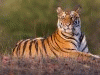 tigressmoon22
