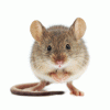 sixmouse