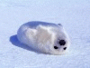 cuteseal