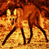 not-a-fox