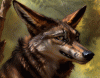 quantumcoyote