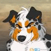 crypticcollie