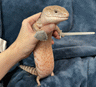 rofllizard