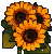 sunflowerki