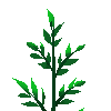 Plant3