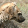 -hyenaden-