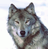 wolffurs