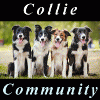 collie-community