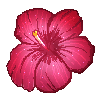 hibiscus2
