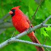 cardinalsoffa